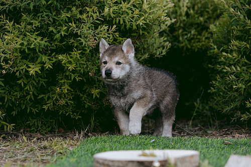 Объявление: Щенки волчьей собаки Саарлоса, 160 000 руб., Москва