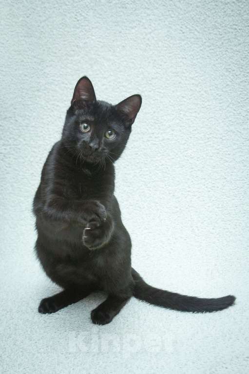 Кошки в Москве: Ищет свою семью малыш Уголек!  Мальчик, Бесплатно - фото 5