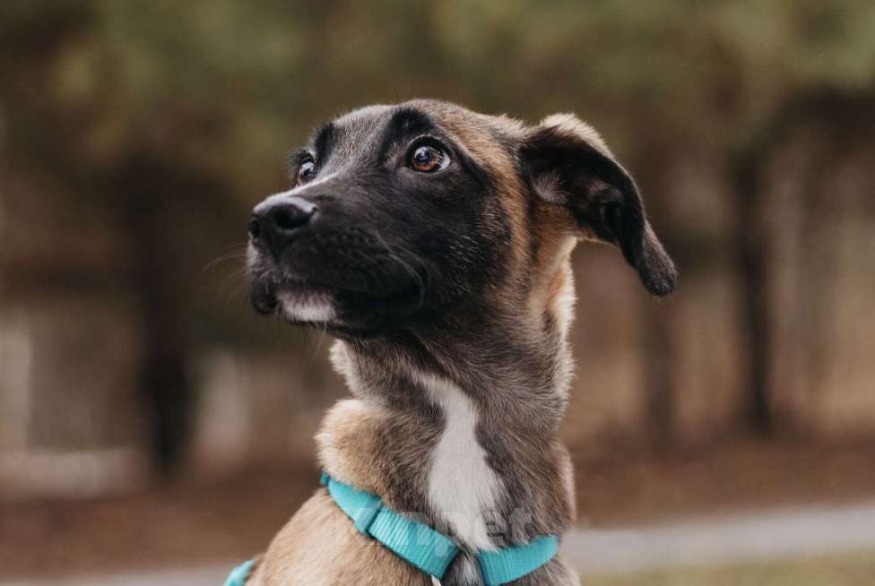 Собаки в Москве: Кэсси — невероятная малышка ищет дом Девочка, Бесплатно - фото 3