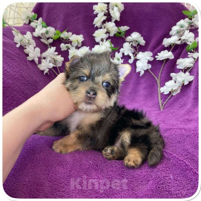 Собаки в Москве: Йорк мраморный мальчик крупный стандарт с зелёно голубыми глазами Мальчик, 60 000 руб. - фото 6