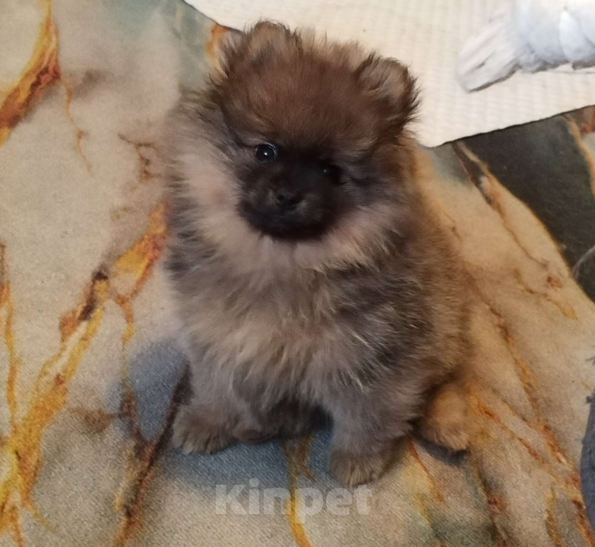 Собаки в Дзержинском: Щенки малого немецкого шпица Мальчик, Бесплатно - фото 1