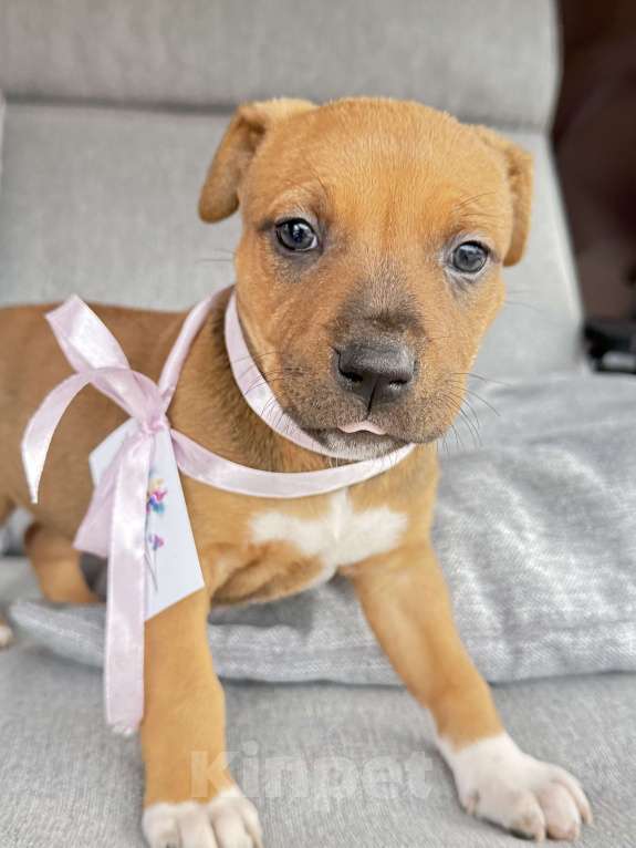 Собаки в других городах Калининградской области: Ривви Девочка, Бесплатно - фото 3