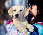 Собаки в Москве: Щенок лабрадора  Девочка, 60 000 руб. - фото 1