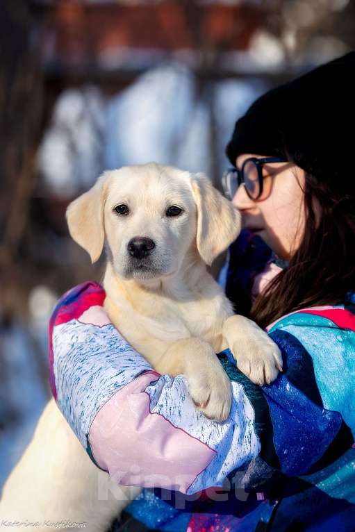 Собаки в Москве: Щенок лабрадора  Девочка, 60 000 руб. - фото 1