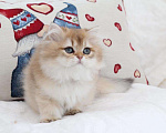 Кошки в Москве: Длинношерстный котенок Девочка, 80 000 руб. - фото 2