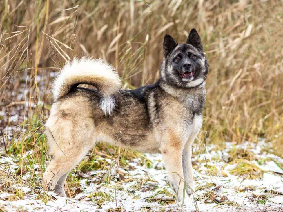 Собаки в Москве: Принцесса Нори Девочка, Бесплатно - фото 3
