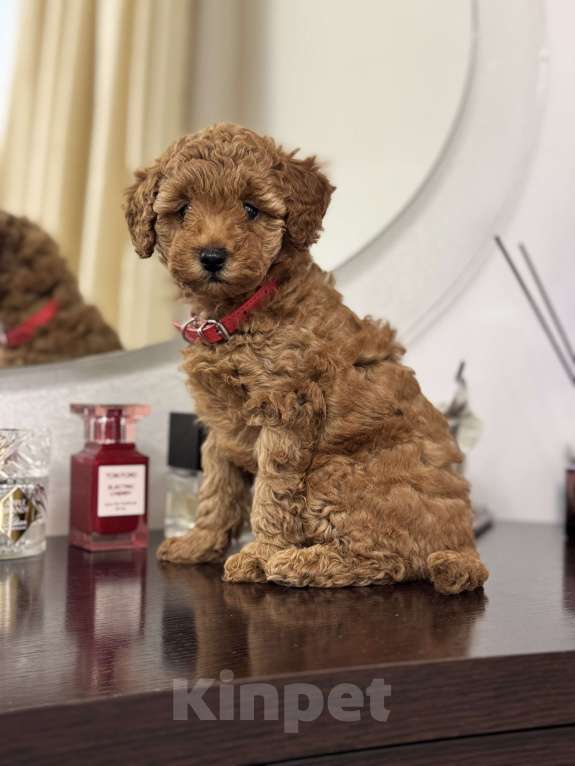 Собаки в Ростове-на-Дону: Пятнышко Девочка, 80 000 руб. - фото 2