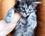 Кошки в Москве: Мейн кун девочка Девочка, 35 000 руб. - фото 4