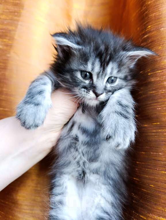 Кошки в Москве: Мейн кун девочка Девочка, 35 000 руб. - фото 4