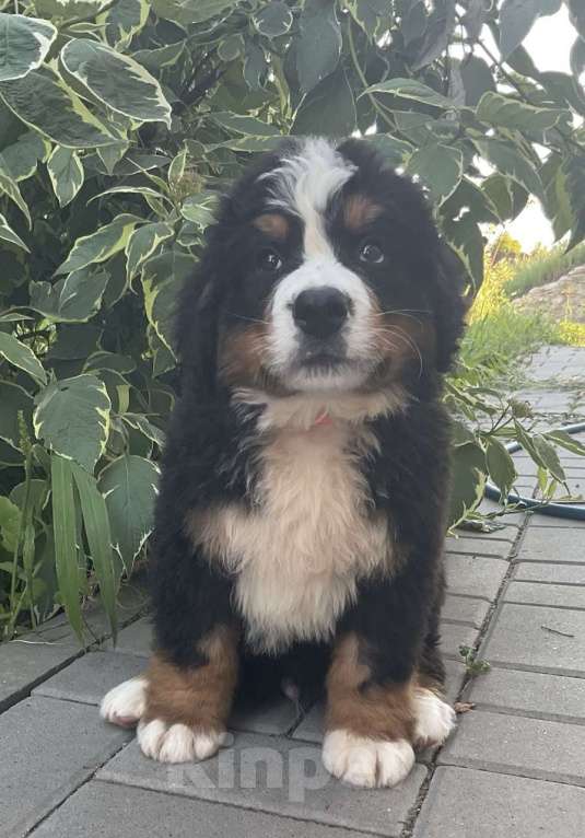 Собаки в других городах Воронежской области: Щенки БЕРНА Мальчик, 79 000 руб. - фото 10