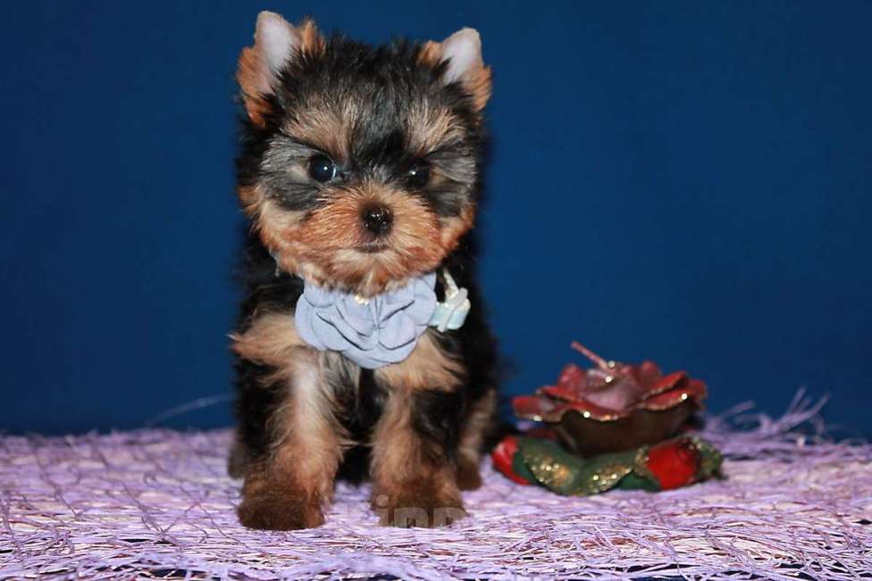 Собаки в Москве: Маленькая девочка, Янтарная капелька  Девочка, 130 000 руб. - фото 1