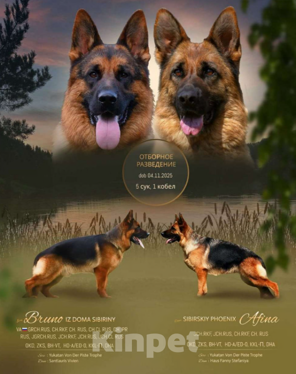 Собаки в Кемерово: Продам щенка немецкой овчарки Девочка, Бесплатно - фото 4