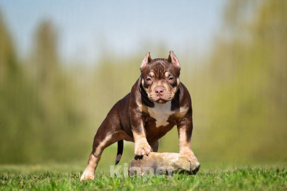 Собаки в Москве: Булли американский щенок Девочка, Бесплатно - фото 1