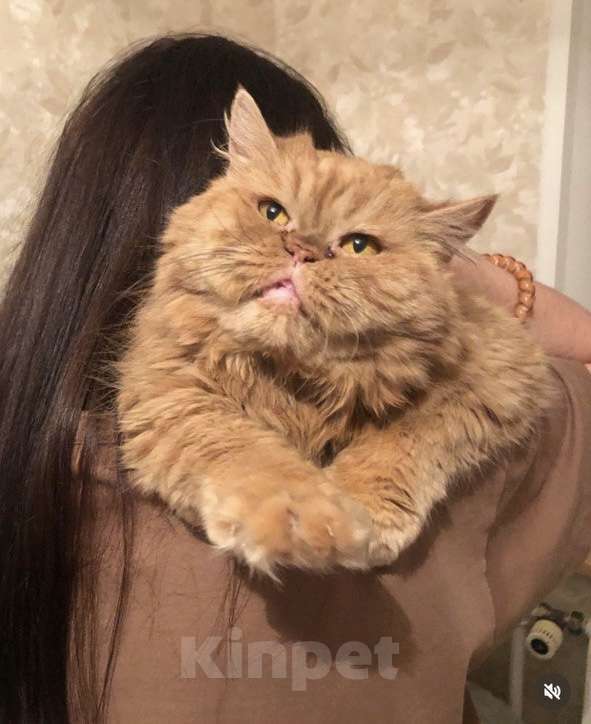 Кошки в Москве: ТЭССИ ИЩЕТ ДОМ Девочка, Бесплатно - фото 5