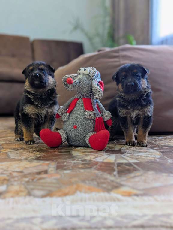 Собаки в других городах Свердловской области: Немецкая овчарка Девочка, 13 000 руб. - фото 3