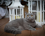Кошки в Москве: Голубой британский кот. Крупный Мальчик, Бесплатно - фото 7