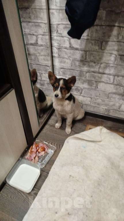 Собаки в Челябинске: Найденыш  Девочка, Бесплатно - фото 3