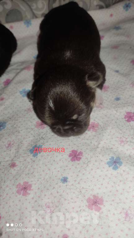 Собаки в Москве: Девочка Девочка, 85 000 руб. - фото 2