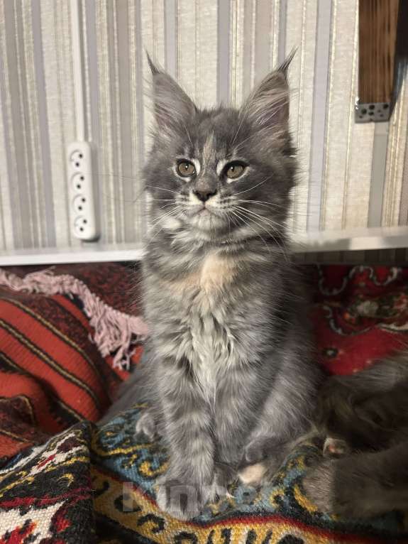Кошки в Твери: мейн кун от родителей чемпионов породы Девочка, 35 000 руб. - фото 5