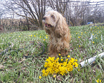 Собаки в Астрахани: Английский кокер-спаниель для вязки, Бесплатно - фото 1