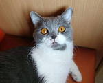 Кошки в Ангарске: Шотландский вислоухий. Вязка, 1 руб. - фото 8