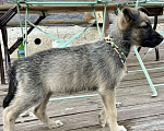 Собаки в Москве: Щенки от мамы овчарки в добрые руки, 1 руб. - фото 10