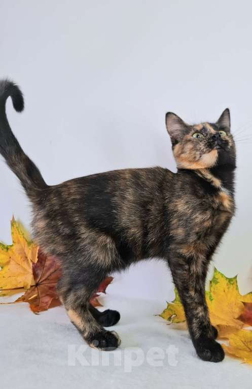 Кошки в Москве: Огненный котёнок в добрые руки  Девочка, Бесплатно - фото 5