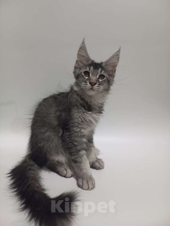 Кошки в других городах Ярославской области: Кошечка Мейн-кун  Девочка, 20 000 руб. - фото 3