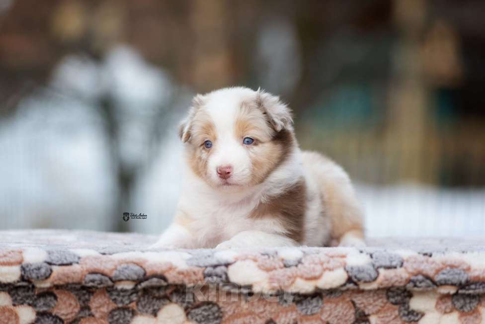 Собаки в Москве: Австралийская овчарка, аусси Девочка, 150 000 руб. - фото 6