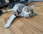 Кошки в Мытищах: Кот Мальчик, Бесплатно - фото 3