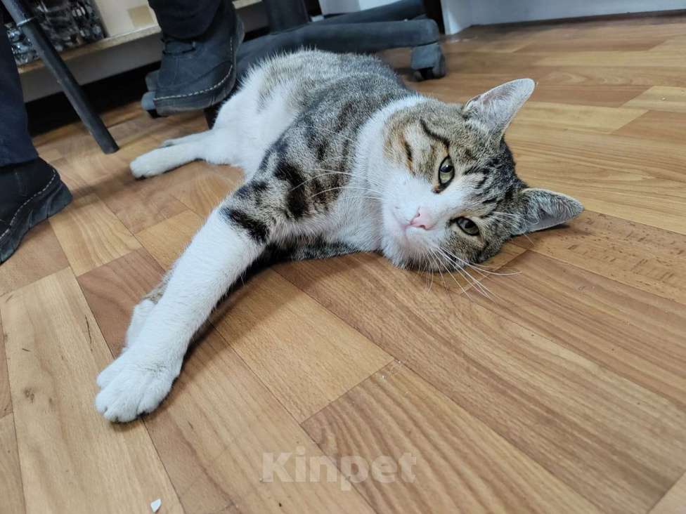 Кошки в Мытищах: Кот Мальчик, Бесплатно - фото 3