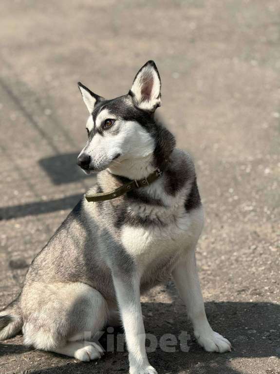 Собаки в Москве: Миниатюрная хаски Таура Девочка, Бесплатно - фото 3