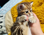 Кошки в Туле: Шотландские золотые котята Разнополые, 17 000 руб. - фото 3