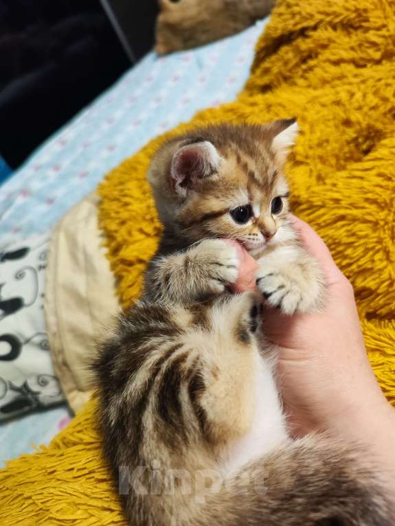 Кошки в Туле: Шотландские золотые котята Разнополые, 17 000 руб. - фото 3