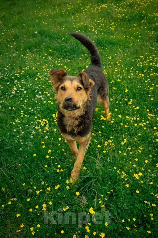 Собаки в Москве: Маргошу никто не замечает, подарите ей дом Девочка, Бесплатно - фото 3
