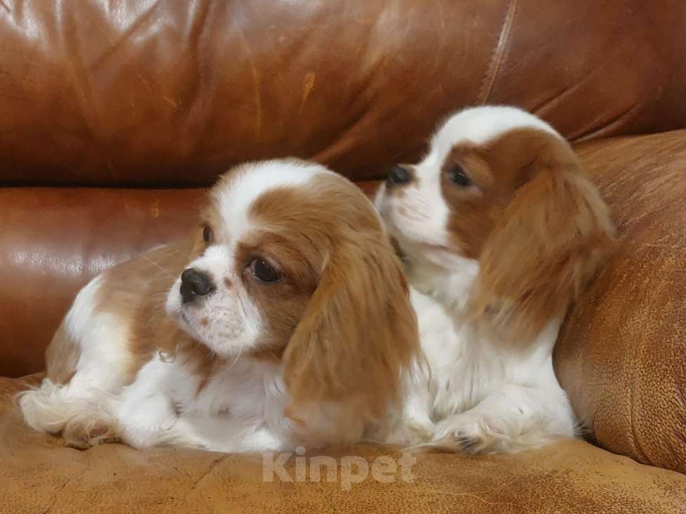 Собаки в Санкт-Петербурге: Кавалер кинг чарльз спаниель Разнополые, 50 000 руб. - фото 2