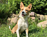 Собаки в Волоколамске: Маленькая собачка в дар Девочка, Бесплатно - фото 2