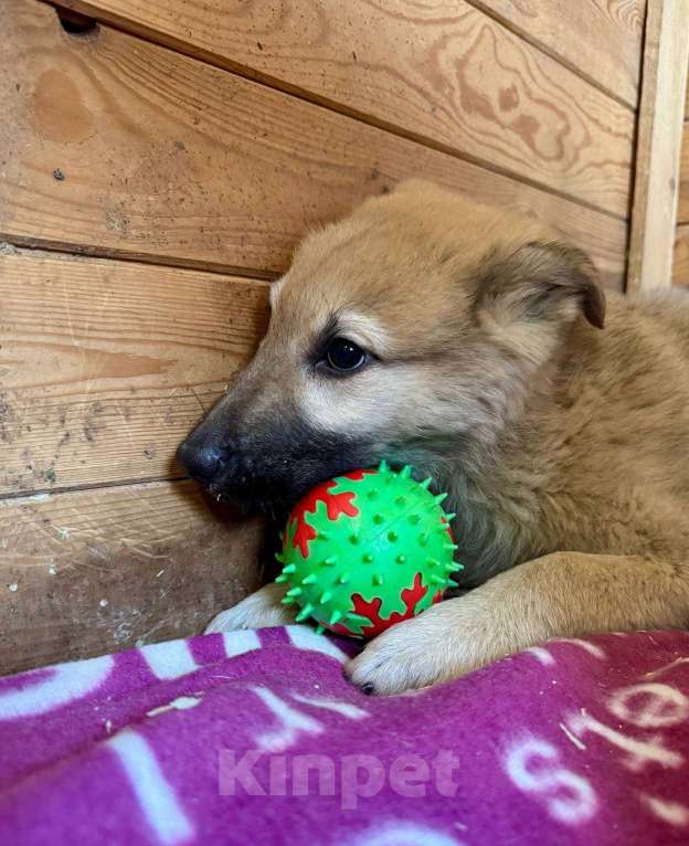 Собаки в Люберцах: Мальчик в добрые руки  Мальчик, Бесплатно - фото 3
