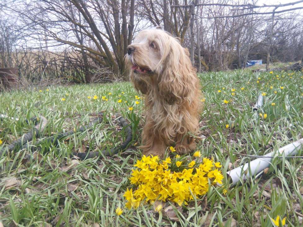 Собаки в Астрахани: Английский кокер-спаниель для вязки, Бесплатно - фото 1