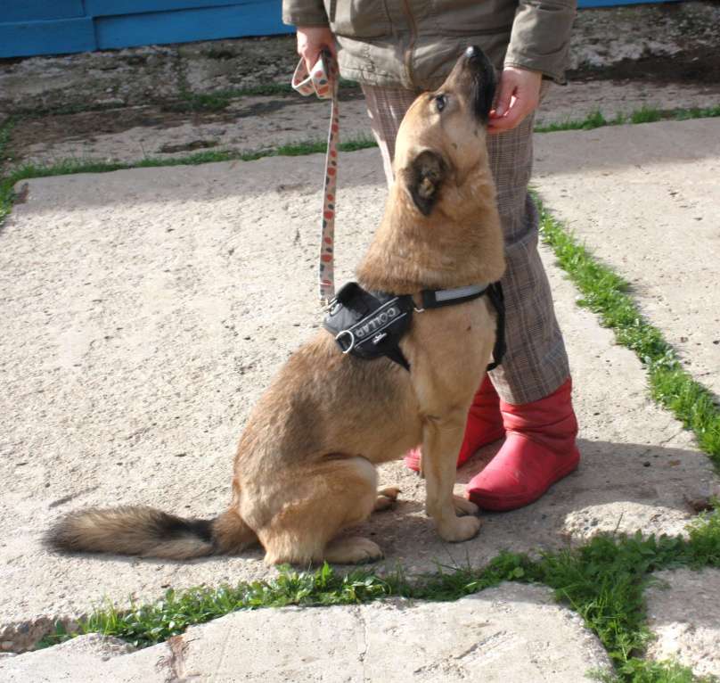Собаки в Москве: ШАНС на дом и семью для ласкуши Ладушки Девочка, Бесплатно - фото 4