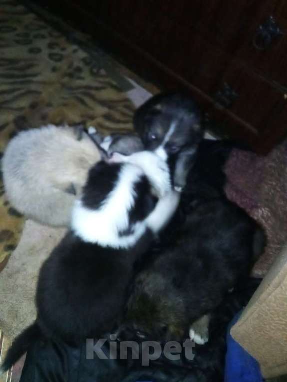 Собаки в Твери: Отдам щенят в добрые руки Девочка, 1 руб. - фото 2