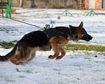 Собаки в Ейске: Продаётся девочка с родословной РКФ Девочка, 45 000 руб. - фото 1