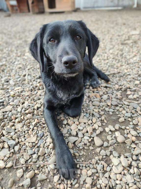 Собаки в Москве: КРАСАВЧИК  Мальчик, Бесплатно - фото 4