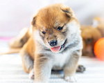 Собаки в Санкт-Петербурге: щенок Сиба - ину Мальчик, 80 000 руб. - фото 2