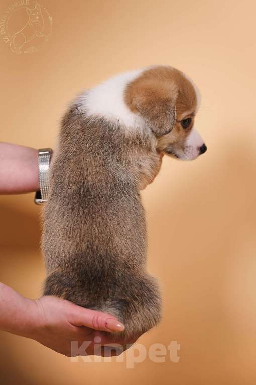 Собаки в других городах Московской области: Щенки вельш корги пемброк Девочка, 90 000 руб. - фото 5