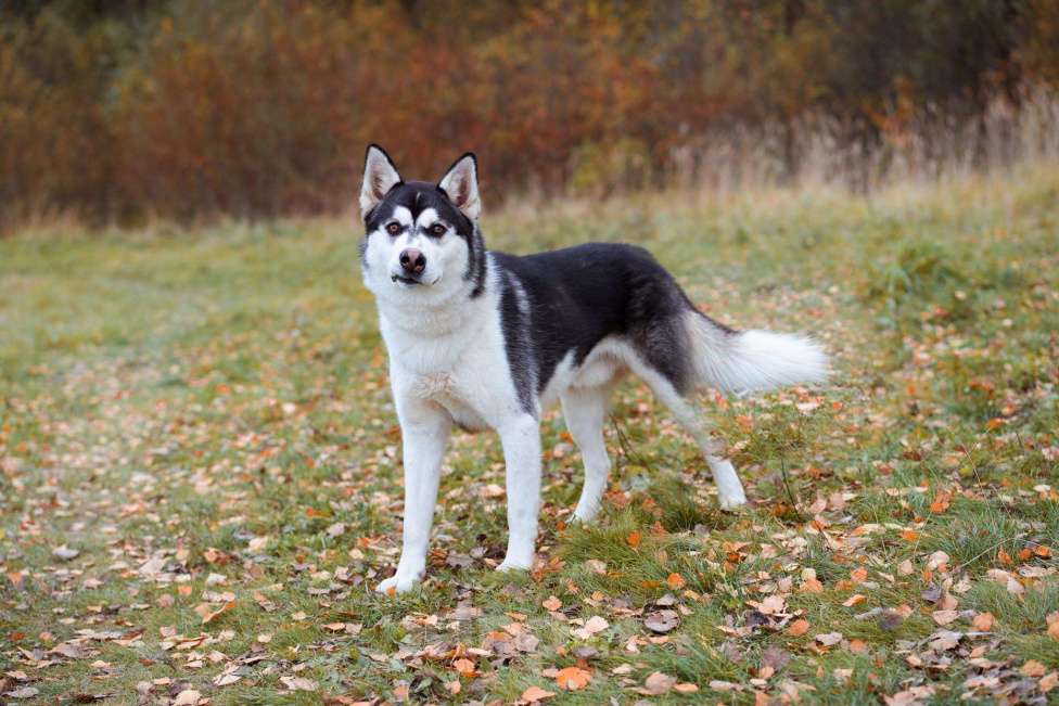 Собаки в Москве: Вест - собака-компаньон Мальчик, Бесплатно - фото 3