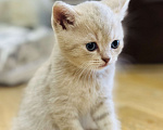 Кошки в Санкт-Петербурге: Лучик Мальчик, 10 000 руб. - фото 1