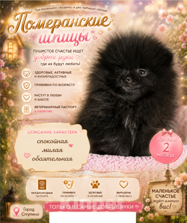 Собаки в Ступино: Шпицы ищут семью Девочка, 40 000 руб. - фото 2