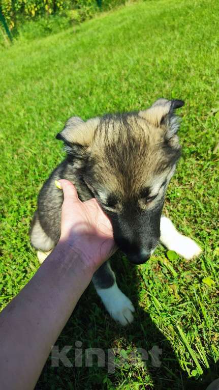 Собаки в других городах Московской области: Доча ищет дом  Девочка, Бесплатно - фото 3