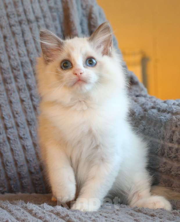 Кошки в Санкт-Петербурге: Рэгдолл котенок 3 месяца с документами питомник Девочка, 45 000 руб. - фото 2